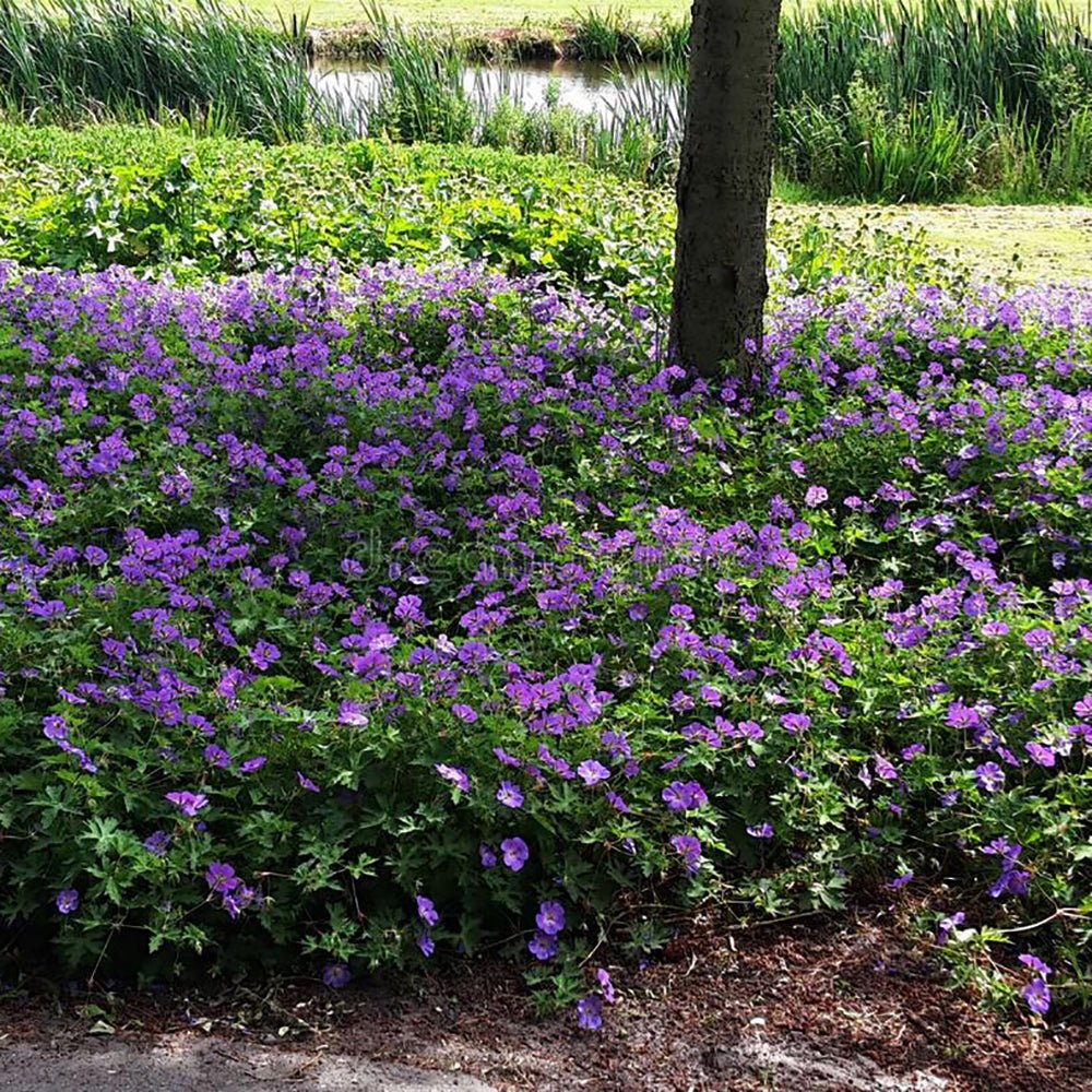 Жераниум (Geranium Rozanne), стелещ се с виолетово-сини цветове, бърз растеж