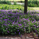 Жераниум (Geranium Rozanne), стелещ се с виолетово-сини цветове, бърз растеж