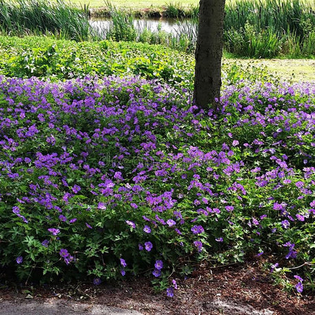 Жераниум (Geranium Rozanne), стелещ се с виолетово-сини цветове, бърз растеж