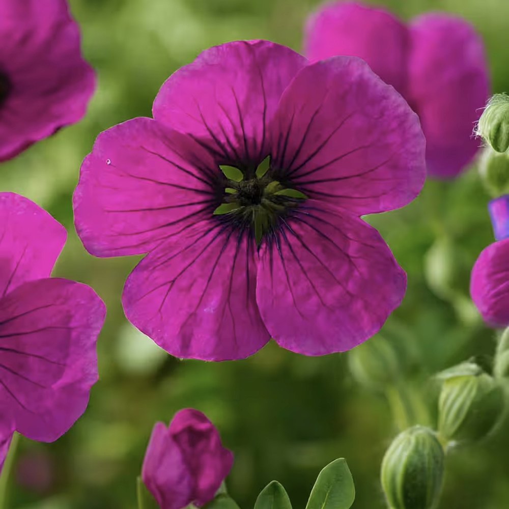 Гераниум Geranium cinereum subcaulescens – многогодишно почвопокривно с пурпурни цветове