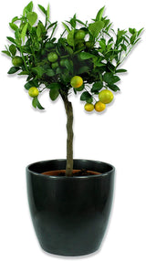 Ghiveci plante rotund Ceramic Scheurich, Ø 13 cm, H11,5 cm, Negru