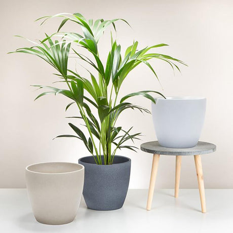 Ghiveci plante rotund Ceramic Scheurich, Ø 14 cm, H12,4 cm, Bej