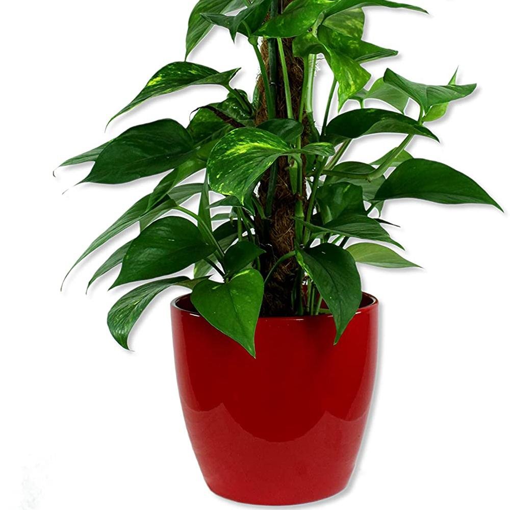 Ghiveci plante rotund Ceramic Scheurich, Ø 14 cm, H12,4 cm, Rosu