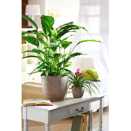 Ghiveci plante rotund Ceramic Scheurich, Ø 22 cm, H19,5 cm, Maro