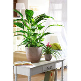 Ghiveci plante rotund Ceramic Scheurich, Ø 25, H22,5 cm, cm Maro