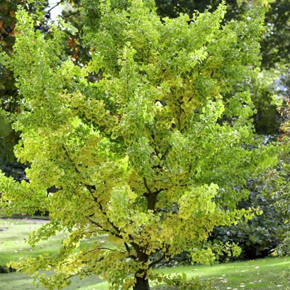 Дърво на пагодите (Ginkgo Biloba)