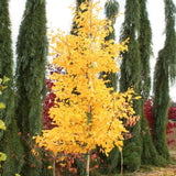 Arborele Pagodelor Columnar Menhir (Ginkgo Biloba)