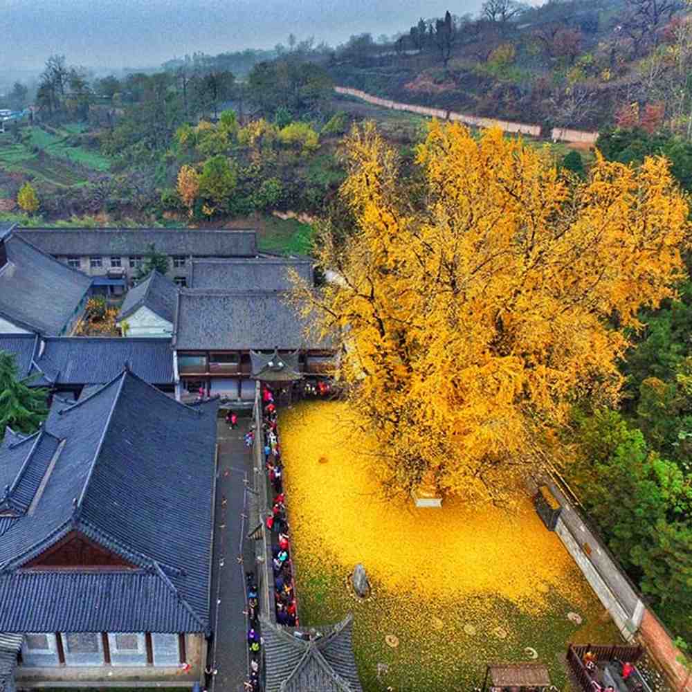 Arborele Pagodelor (Ginkgo Biloba), colorit de toamna cu frunze aurii, specie antica, perfect pentru umbra