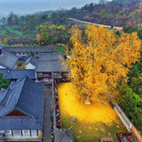 Arborele Pagodelor (Ginkgo Biloba), colorit de toamna cu frunze aurii, specie antica, perfect pentru umbra