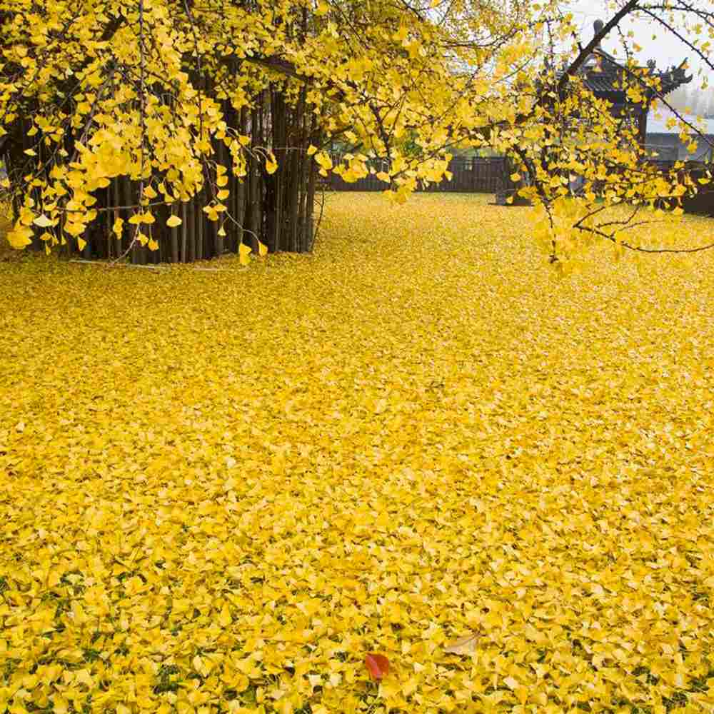 Arborele Pagodelor (Ginkgo Biloba), colorit de toamna cu frunze aurii, specie antica, perfect pentru umbra