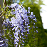 Glicina (Wisteria) cataratoare Black Dragon, cu flori albastre-violet