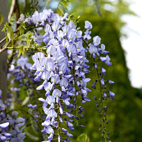 Glicina (Wisteria) cataratoare Black Dragon, cu flori albastre-violet