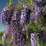 Glicina (Wisteria) cataratoare Black Dragon, cu flori albastre-violet