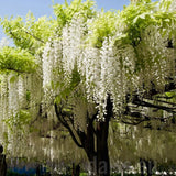 Glicina (Wisteria) cataratoare Shiro Kapitan, cu flori albe