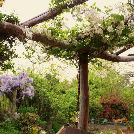 Катерене Wisteria Shiro Kapitan, с бели цветя