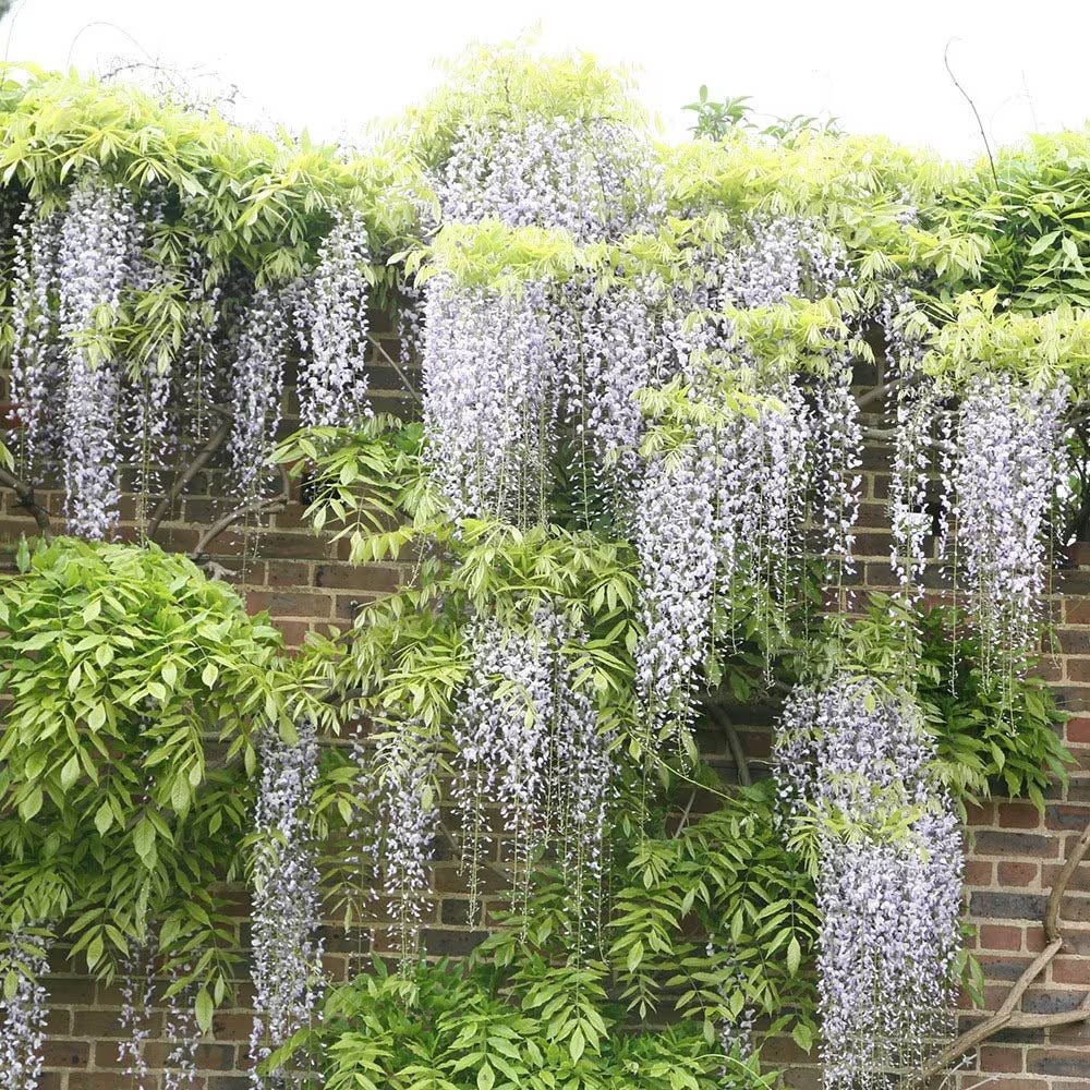Глициния (Wisteria) катерлива, бяла ароматна глициния, зрелищен цъфтеж, студоустойчива, бързорастяща