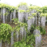 Глициния (Wisteria) катерлива, бяла ароматна глициния, зрелищен цъфтеж, студоустойчива, бързорастяща