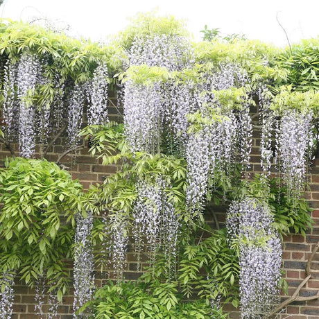 Glicina (Wisteria) cataratoare, cu flori albe