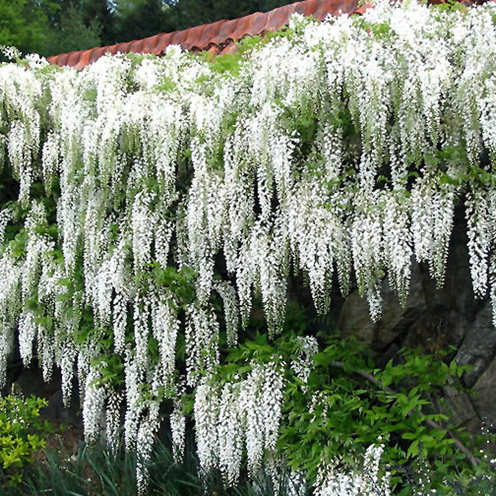 Глициния (Wisteria) катерлива, бяла ароматна глициния, зрелищен цъфтеж, студоустойчива, бързорастяща