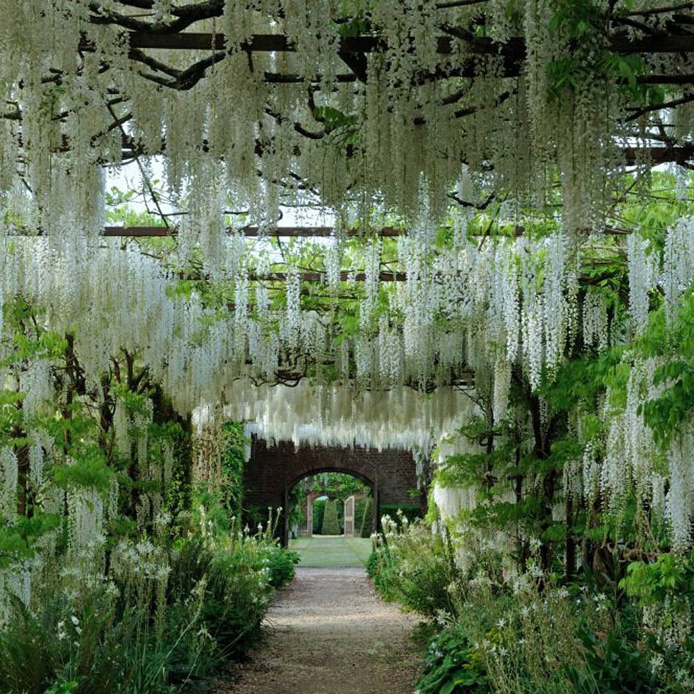 Глициния (Wisteria) катерлива, бяла ароматна глициния, зрелищен цъфтеж, студоустойчива, бързорастяща