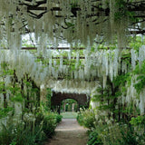 Глициния (Wisteria) катерлива, бяла ароматна глициния, зрелищен цъфтеж, студоустойчива, бързорастяща