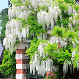 Глициния (Wisteria) катерлива, бяла ароматна глициния, зрелищен цъфтеж, студоустойчива, бързорастяща