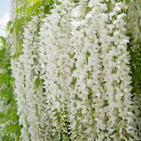 Катерене Wisteria, с бели цветя
