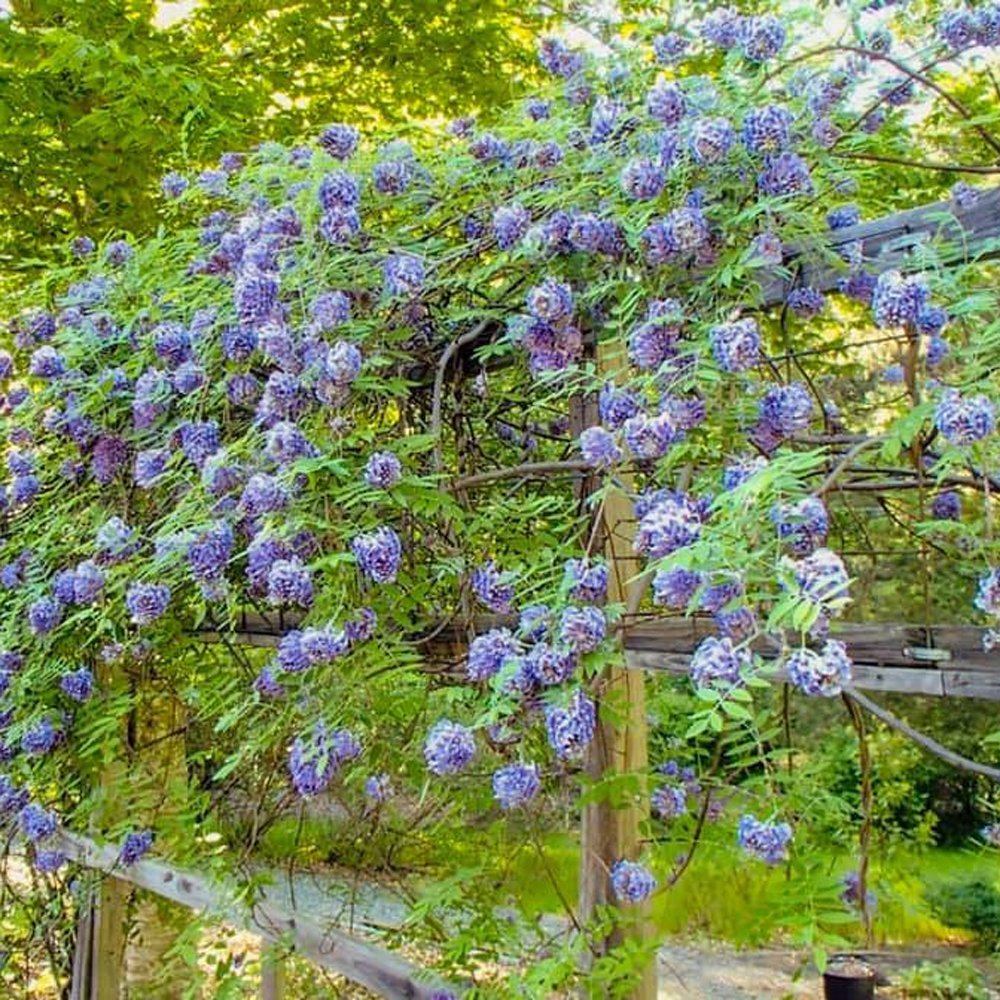 Glicina (Wisteria) cataratoare Amethyst Falls, cu flori mov albastru