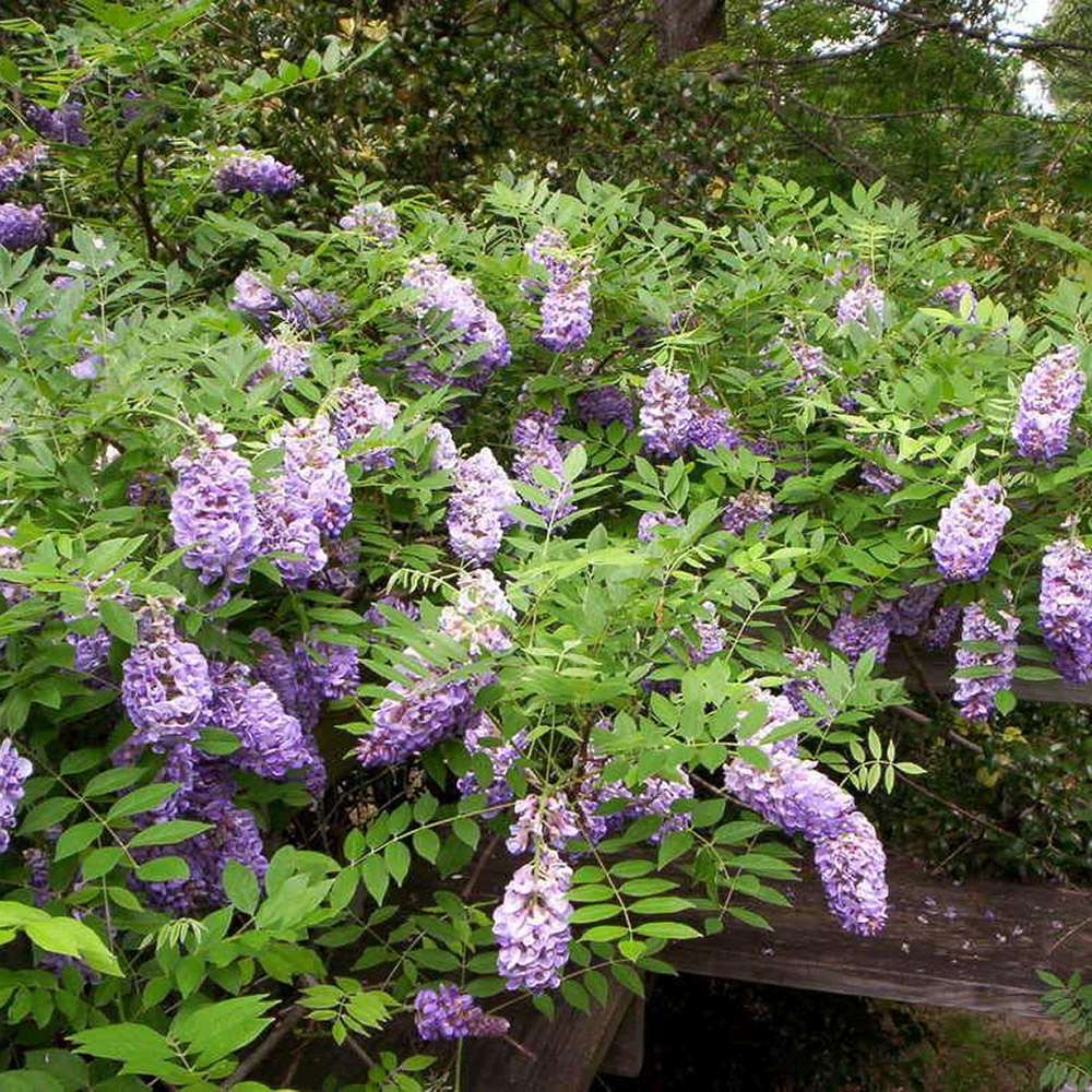 Glicina (Wisteria) cataratoare Amethyst Falls, cu flori mov albastru