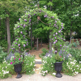 Glicina (Wisteria) cataratoare Amethyst Falls, cu flori mov albastru