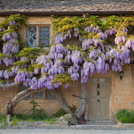 Катерене Wisteria Sinensis Prolific, с лилави цветове
