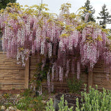 Glicina (Wisteria) cataratoare Honbeni cu flori roz - Tip Copac