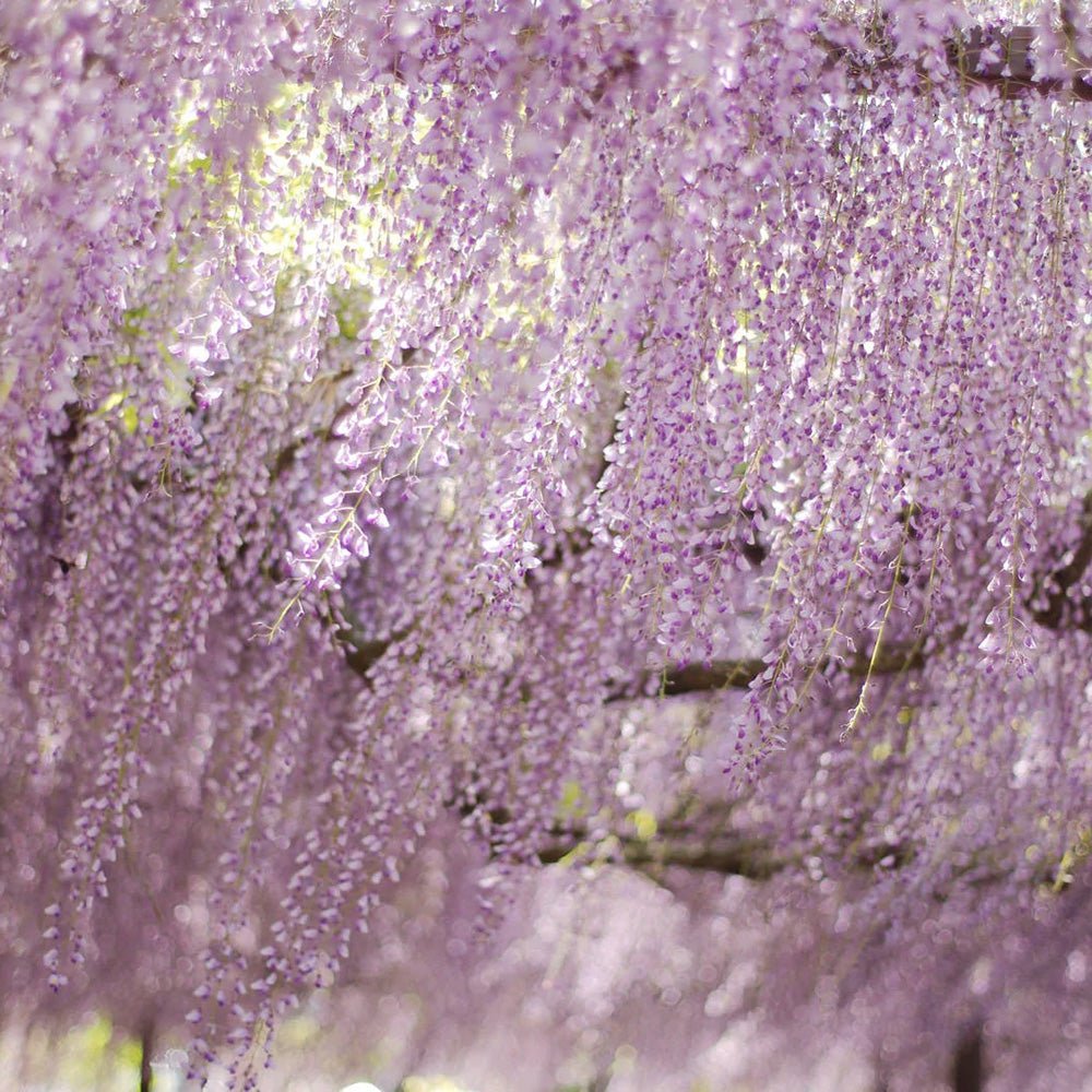 Катерене Wisteria Rosea, с розови цветя