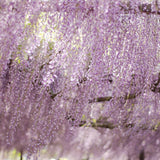 Катерене Wisteria Rosea, с розови цветя