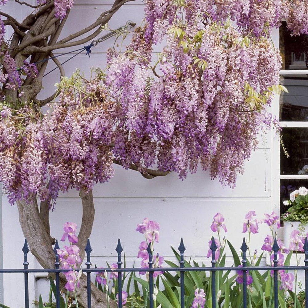 Катерене Wisteria Rosea, с розови цветя