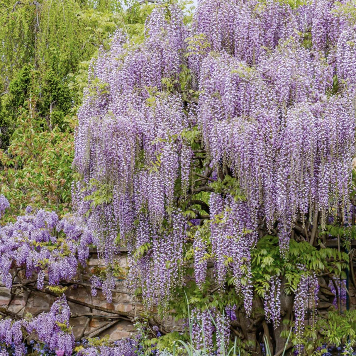Катерене Wisteria Rosea, с розови цветя