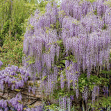 Катерене Wisteria Rosea, с розови цветя