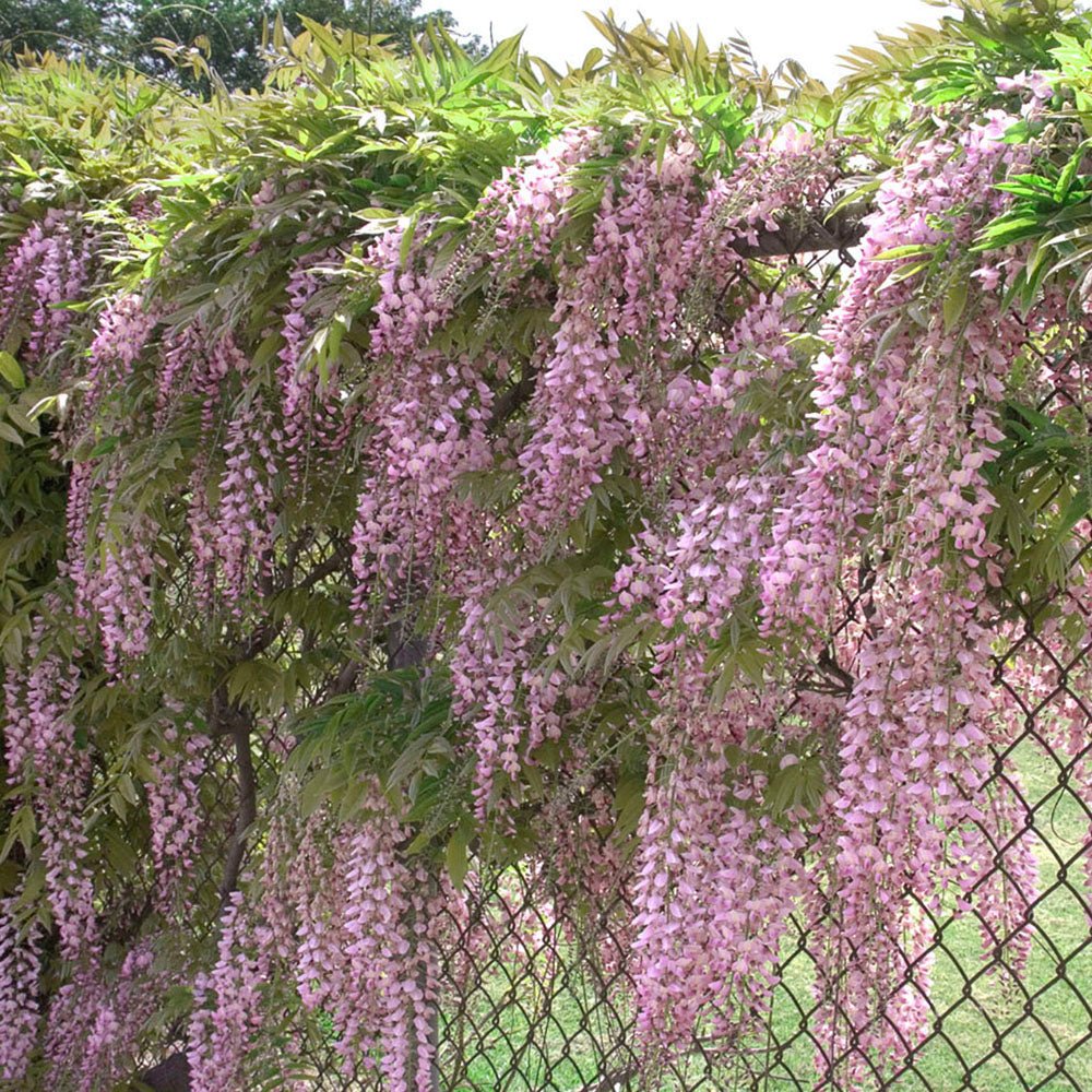 Катерене Wisteria Rosea, с розови цветя