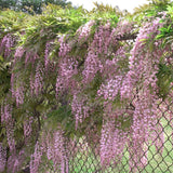 Катерене Wisteria Rosea, с розови цветя