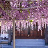 Катерене Wisteria Rosea, с розови цветя