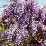 Glicina (Wisteria) cataratoare Sinensis Prolific, cu flori mov