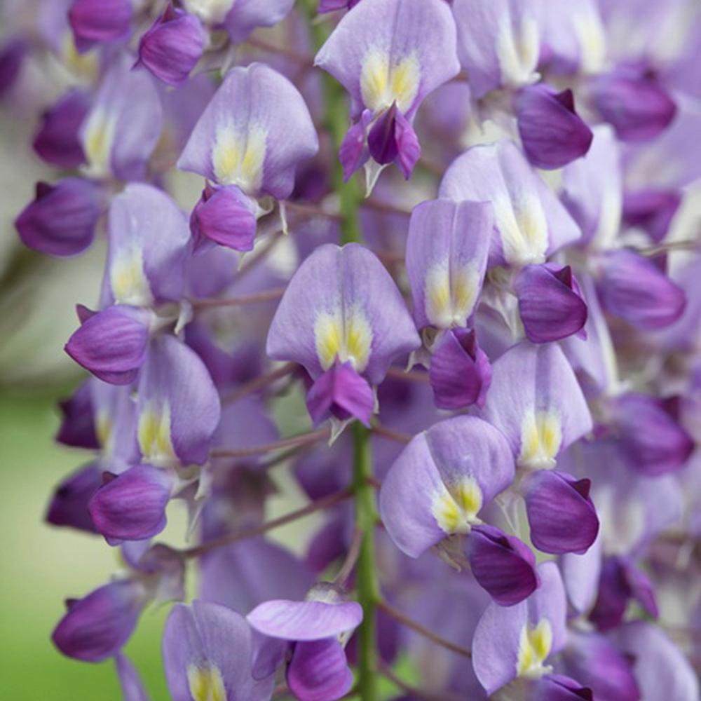 Катерене Wisteria Sinensis Prolific, с лилави цветове