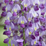 Катерене Wisteria Sinensis Prolific, с лилави цветове