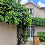 Катерене Wisteria Sinensis Prolific, с лилави цветове