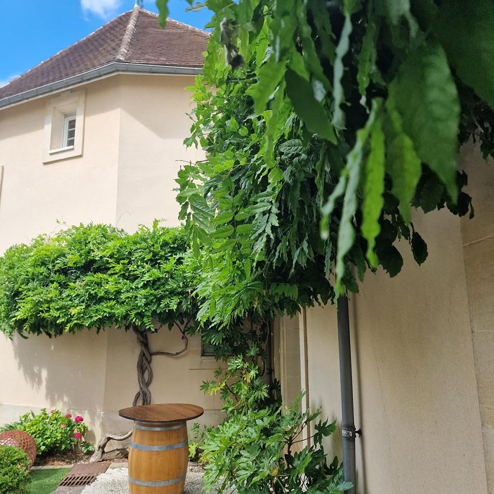 Катерене Wisteria Sinensis Prolific, с лилави цветове