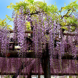 Glicina (Wisteria) cataratoare Naga Noda, cu flori albastre-violet