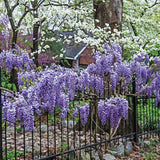Glicina (Wisteria) cataratoare Naga Noda, cu flori albastre-violet