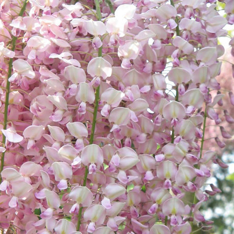 Катерене Wisteria Rosea, с розови цветя