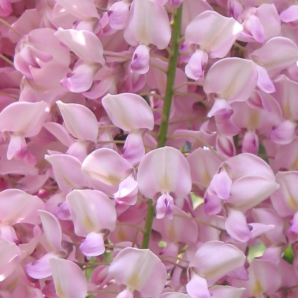 Катерене Wisteria Rosea, с розови цветя