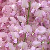 Катерене Wisteria Rosea, с розови цветя